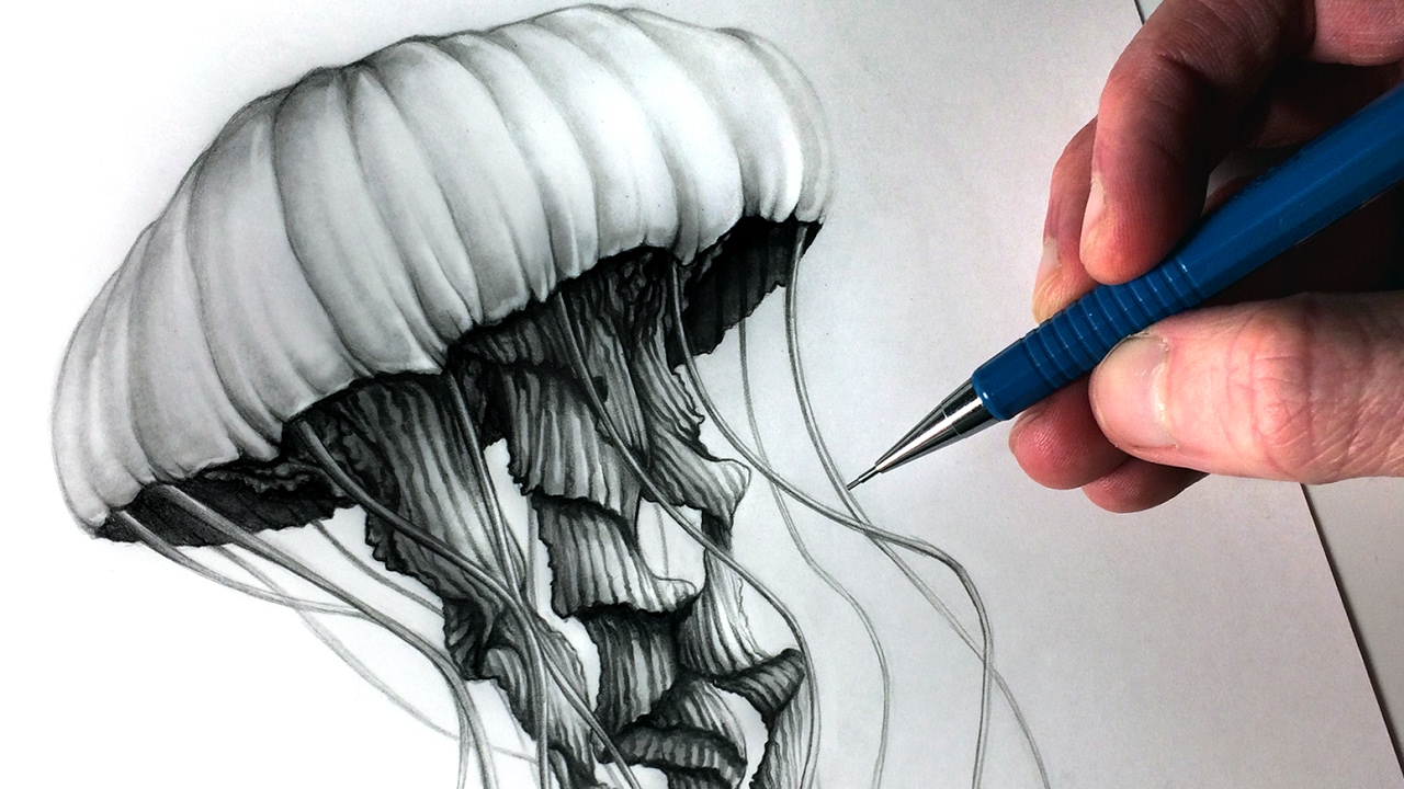 1280x720 How To Draw A Jellyfish