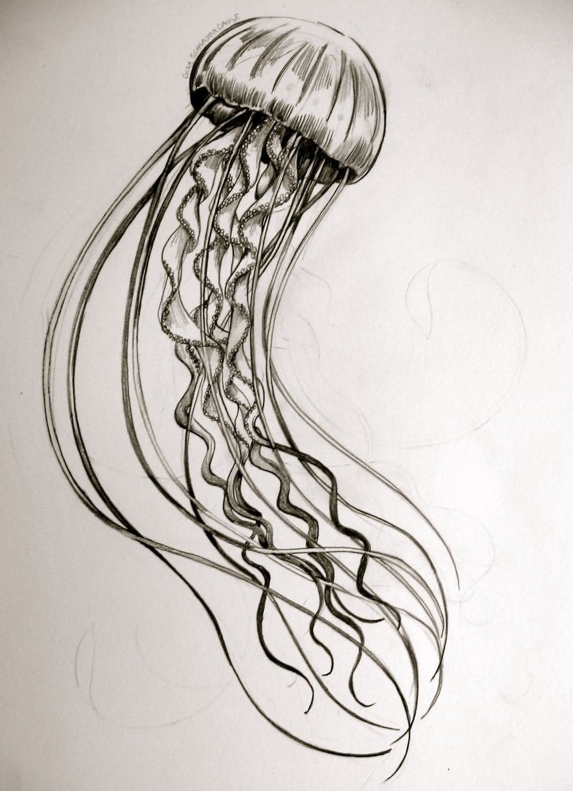 Realistic Jellyfish Drawing at GetDrawings  Free download
