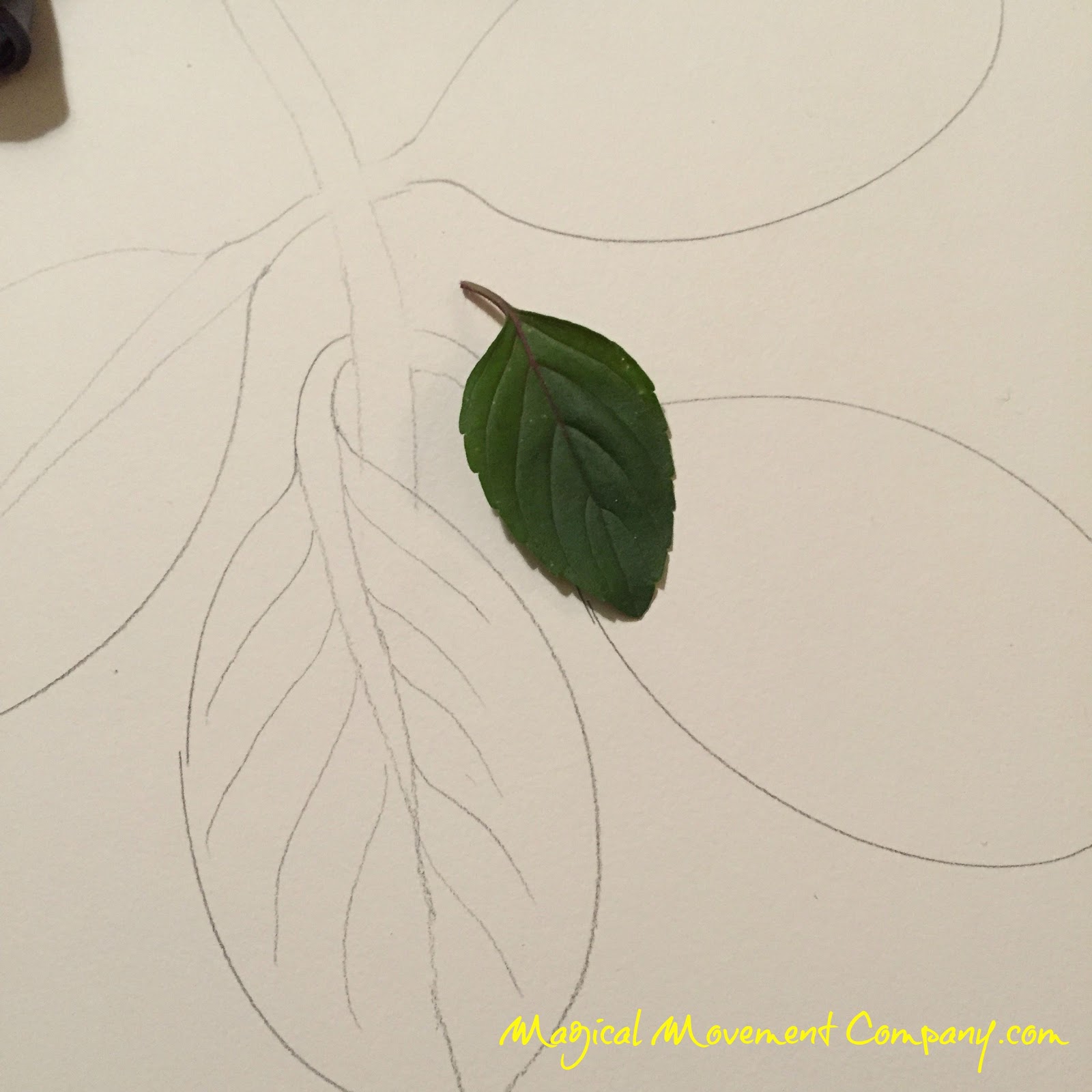 1600x1600 Artfully Outdoorsy In The Montessori Room Realistic Leaf Drawing