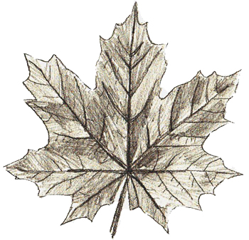 350x337 How To Draw Maple Leaves