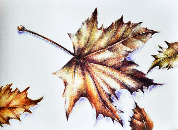 570x417 Original Colored Pencil Drawing Botanical Leaves Artcornershop