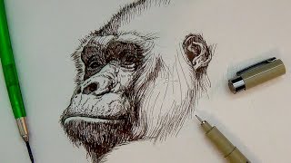 320x180 Drawing Amp Illustration How To Draw A Real Monkey Music Jinni