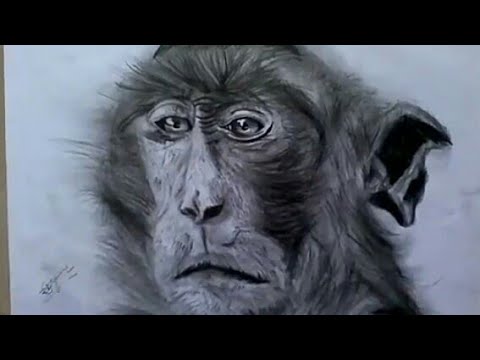 480x360 How To Draw Photo Realistic Monkey (Speed Drawing) Byrtist