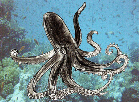 450x331 How To Draw An Octopus