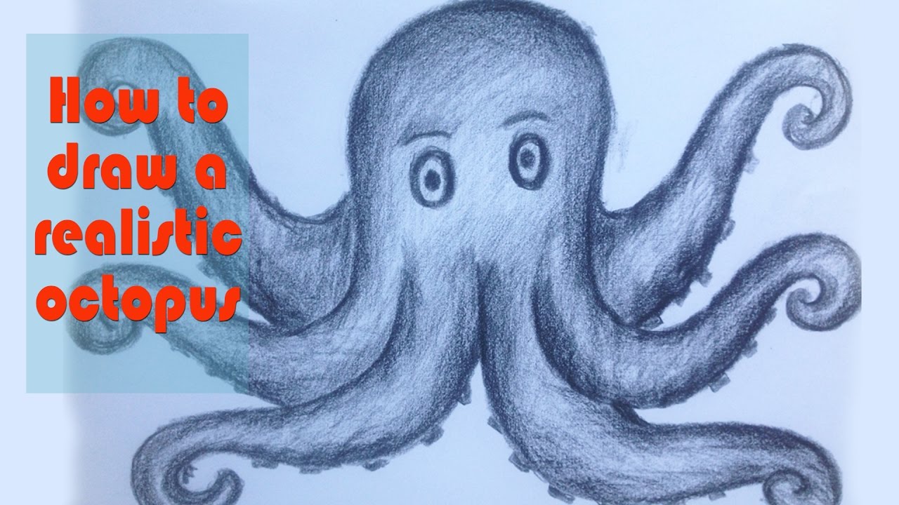 1280x720 How To Draw A Realistic Octopus