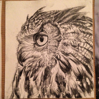 320x320 Resultado De Imagem Para Owl Realistic Drawing Pb