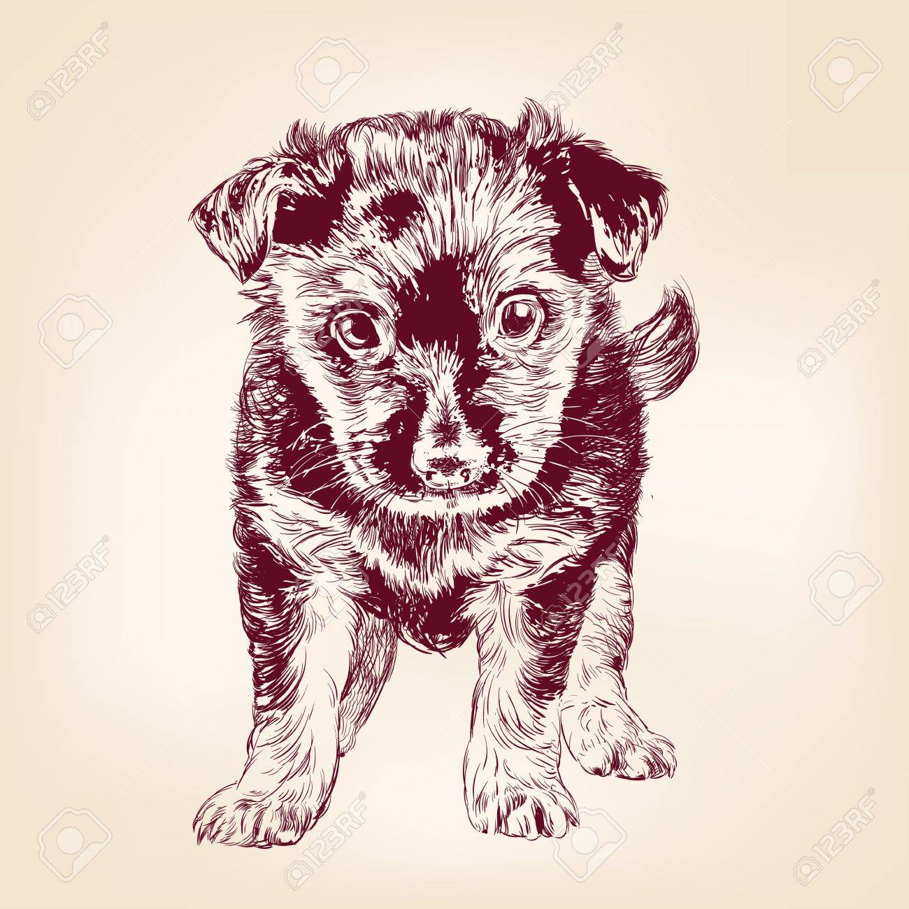 1300x1300 Puppy Dog Hand Drawn Vector Llustration Realistic Sketch Royalty
