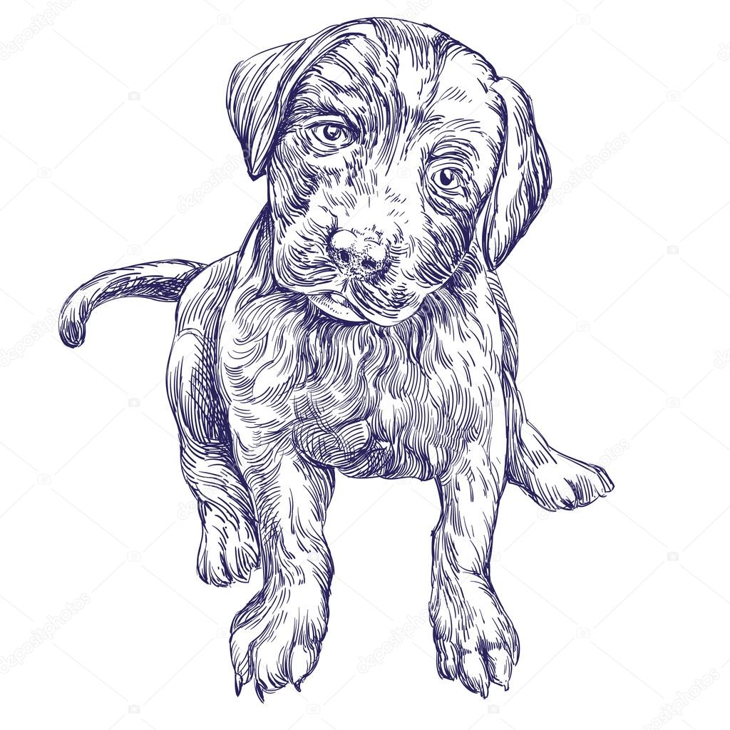 1024x1024 Dog Puppy Hand Drawn Vector Llustration Realistic Sketch Stock