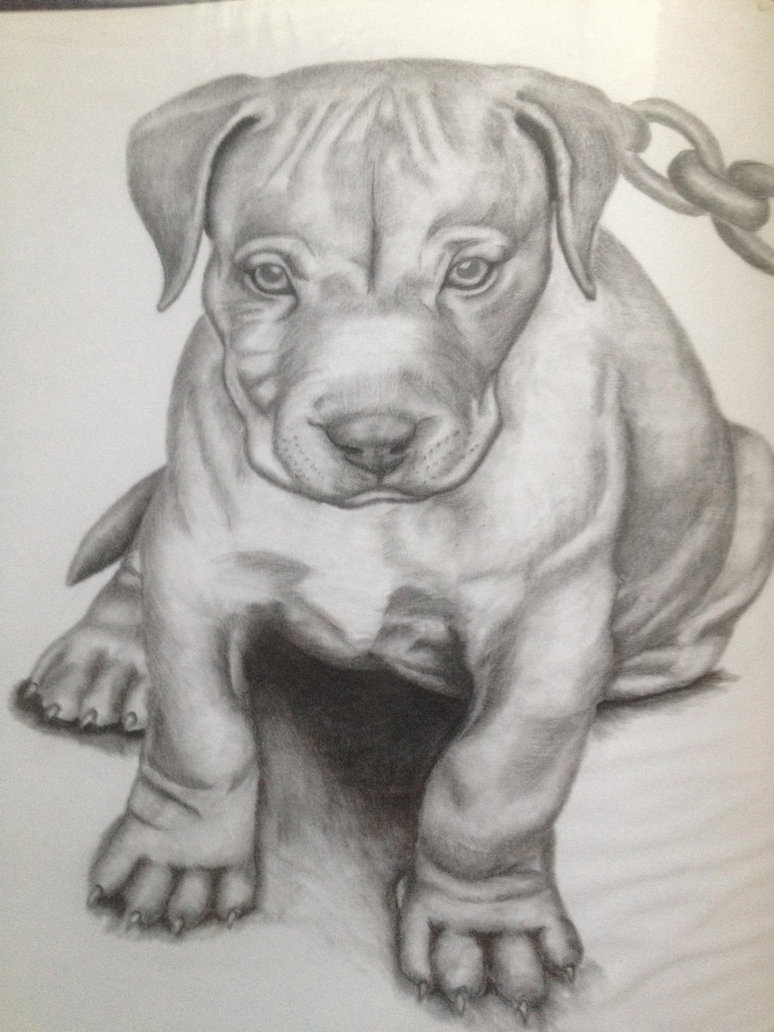 774x1032 Pitbull Pictures Drawings Image Gallery Pitbull Puppy (Dec 12