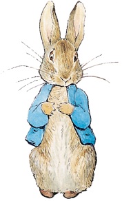 177x292 Website Design Rabbit Drawings