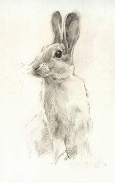 Realistic Rabbit Drawing at GetDrawings | Free download
