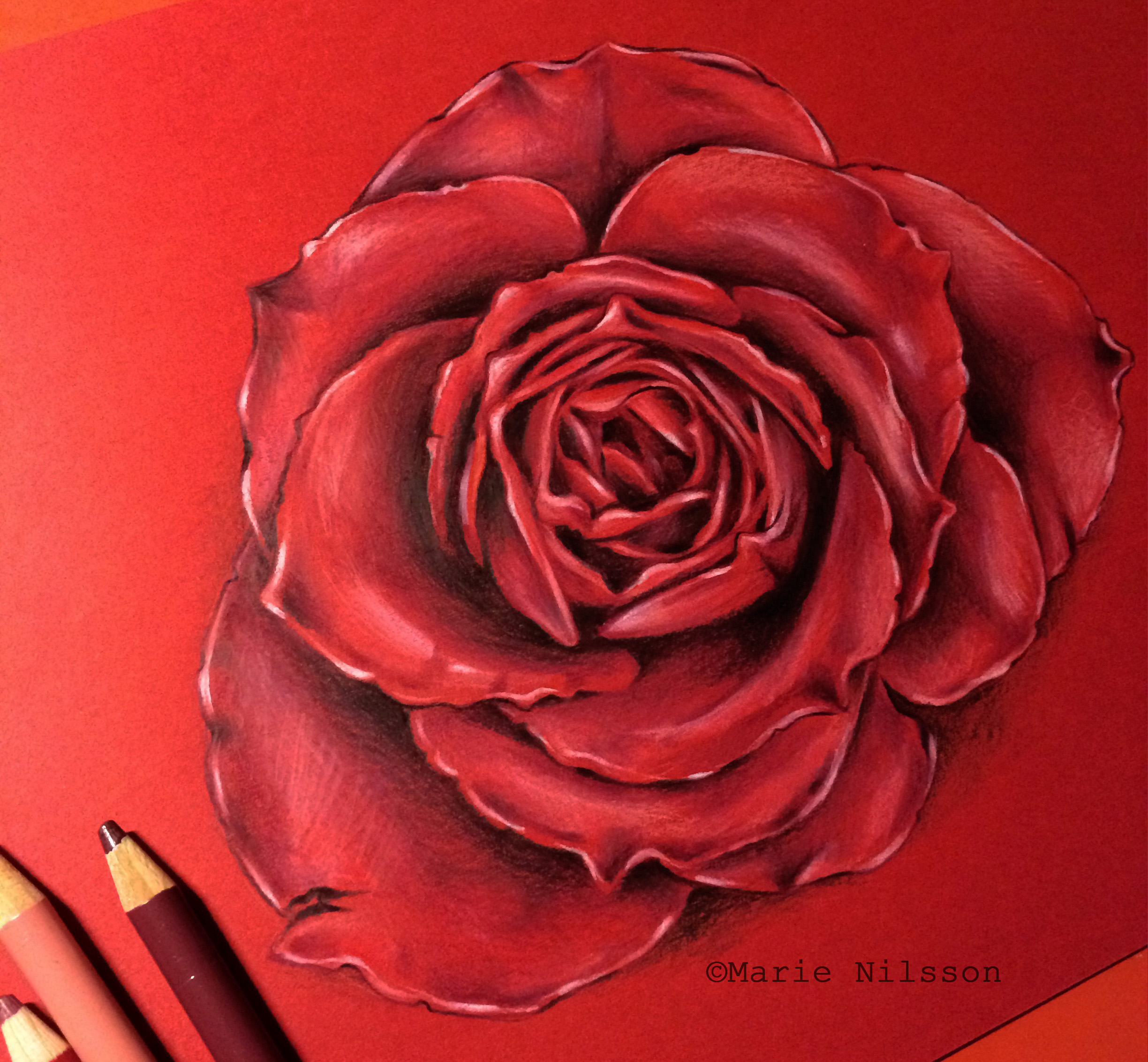 2448x2264 Realistic Rose Study By On @