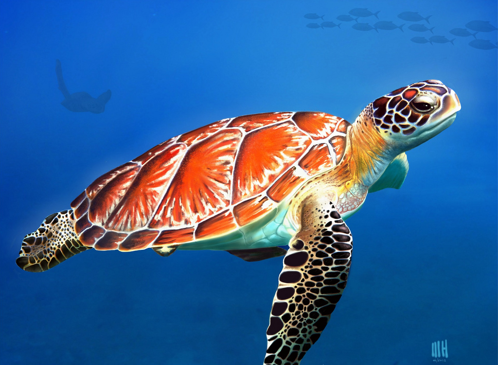 1024x751 Sea Turtle Digital Painting For Manon Views) Turtle