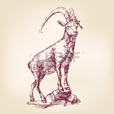 450x450 Sheep Hand Drawn Vector Illustration Realistic Sketch Royalty Free