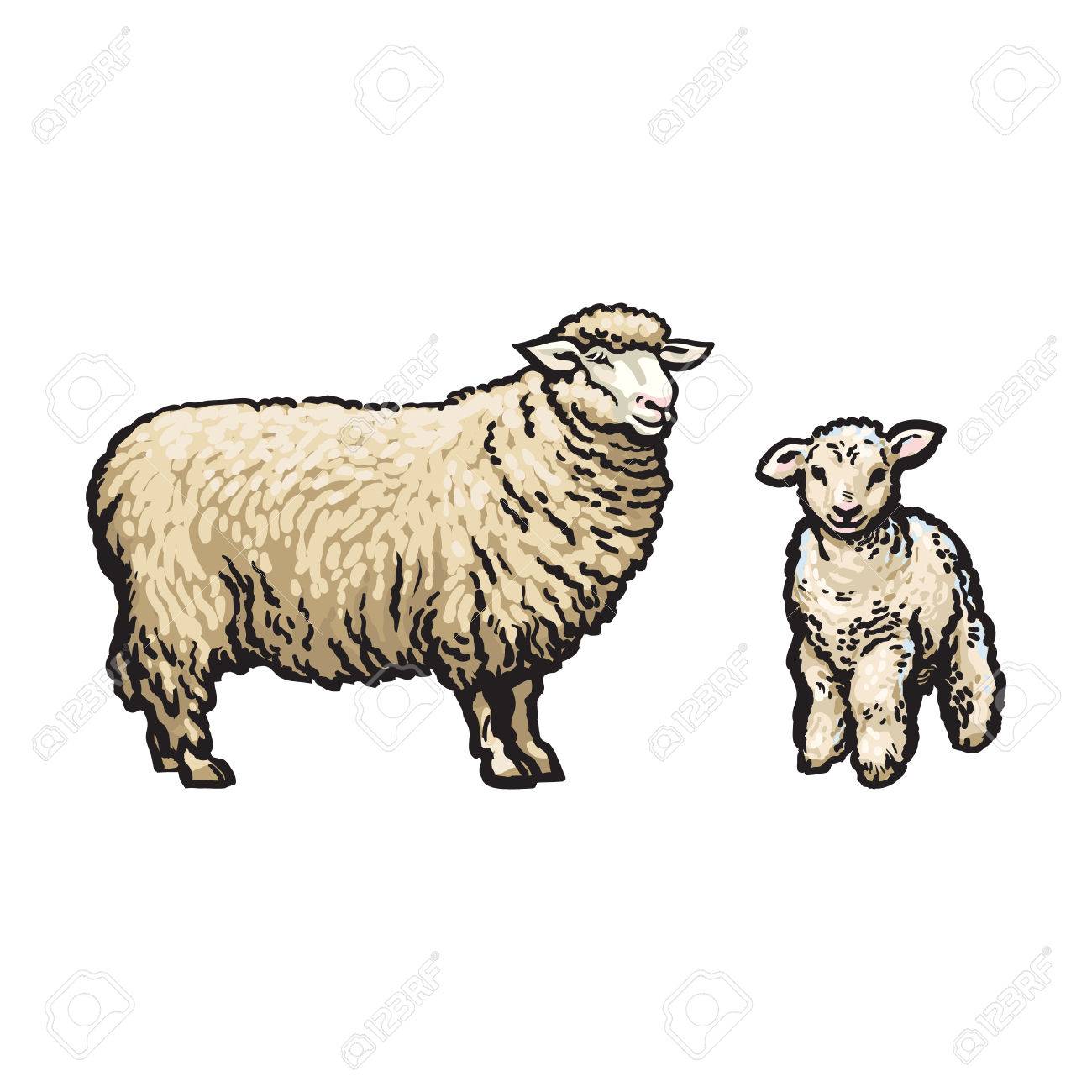 1300x1300 Vector Sketch Cartoon Style Sheep And Lamb Set. Isolated