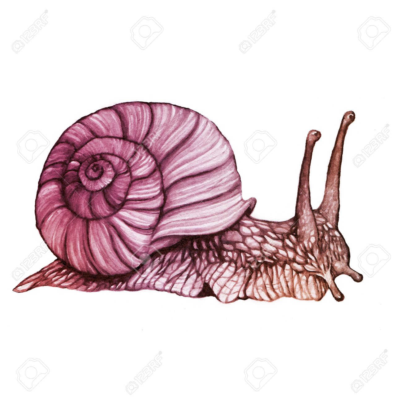 1299x1300 Snail Hand Drawing Watercolor Textured Naturalistic Detailed