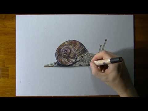 480x360 Watch On Youtube How I Draw This Realistic Snail ) Art