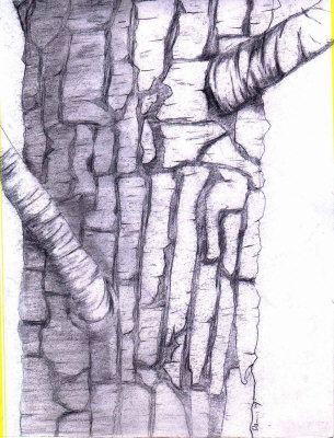 305x400 Tree Bark Drawing