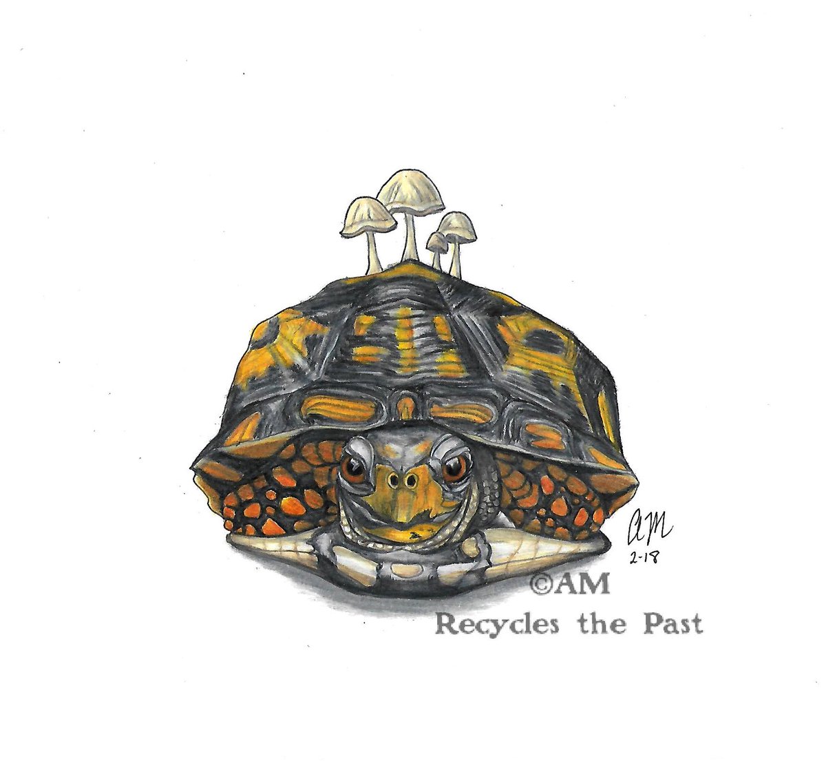 1200x1105 Recycles The Past On Twitter Another Realistic Turtle Drawing