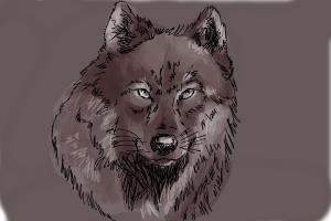 300x200 How To Draw A Realistic Wolf