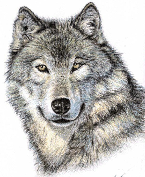 600x729 Pin By Diane Kuc On Dog Artists Wolf, Tattoo And Animal