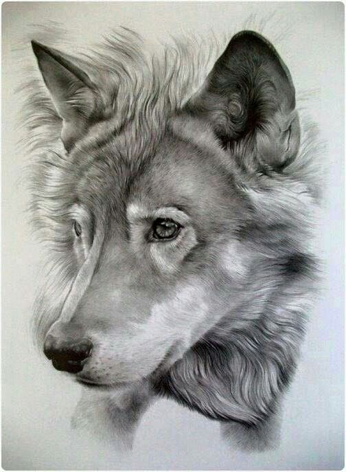 504x687 Wolf Pencil Drawing Pencil Art Wow Amazing Wolf