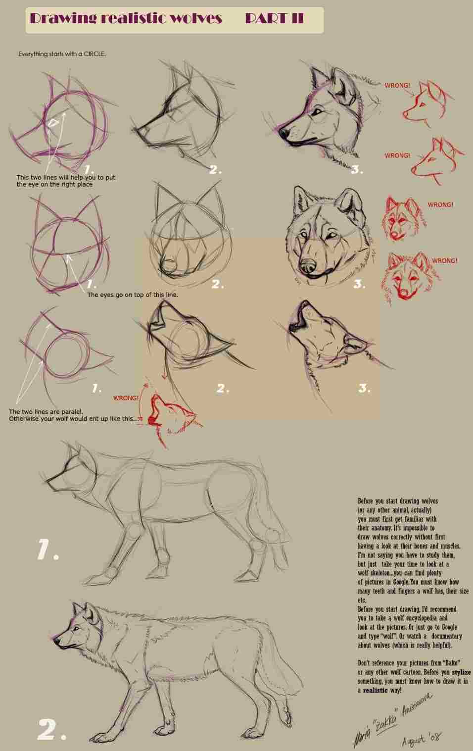 956x1517 How Realistic Wolf Drawing Step By Step To Draw A Narrated