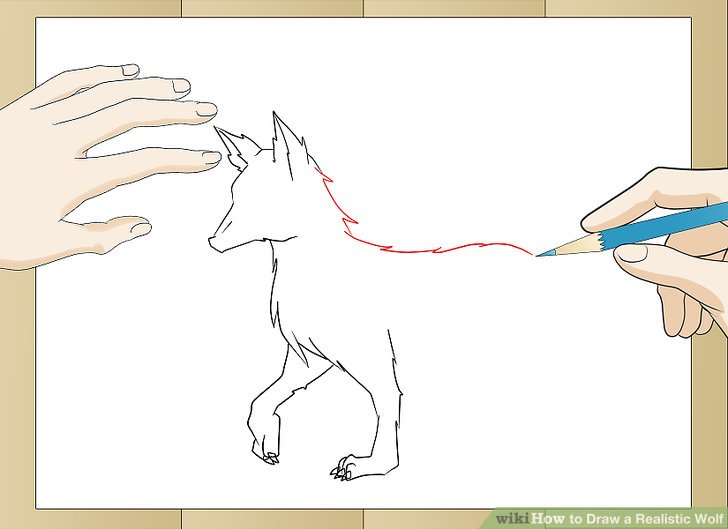 728x529 How To Draw A Realistic Wolf (With Pictures)