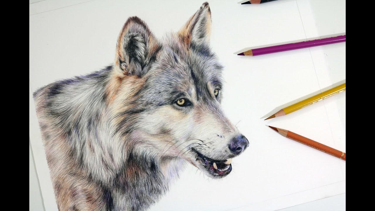 Realistic Wolf Drawing Tutorial at GetDrawings | Free download