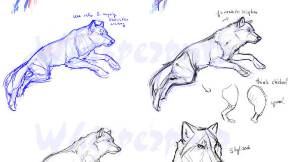 570x320 Realistic Wolf Drawing Tutorial How To Draw A Realistic Wolf