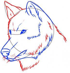 289x302 How To Draw A Realistic Wolf Step 4 Drawing Wolf