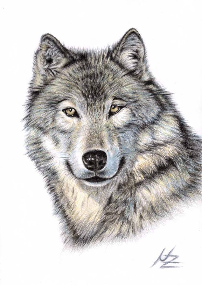 681x960 Pin By Linda Bedley On Animals Wolf