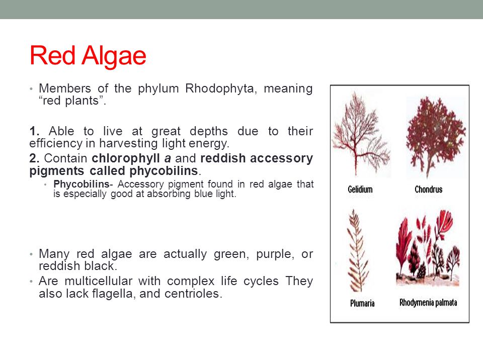 960x720 Plantlike Protists Red, Green, And Brown Algae
