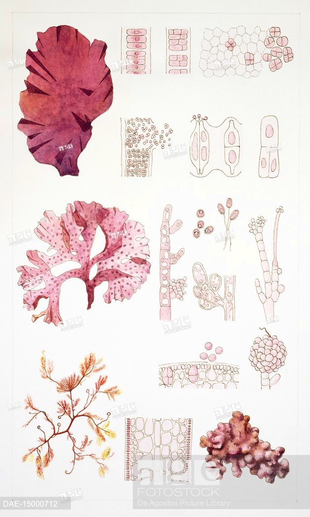 630x1050 System And Reproduction Of The Rodofite, Red Algae. Drawing, Stock