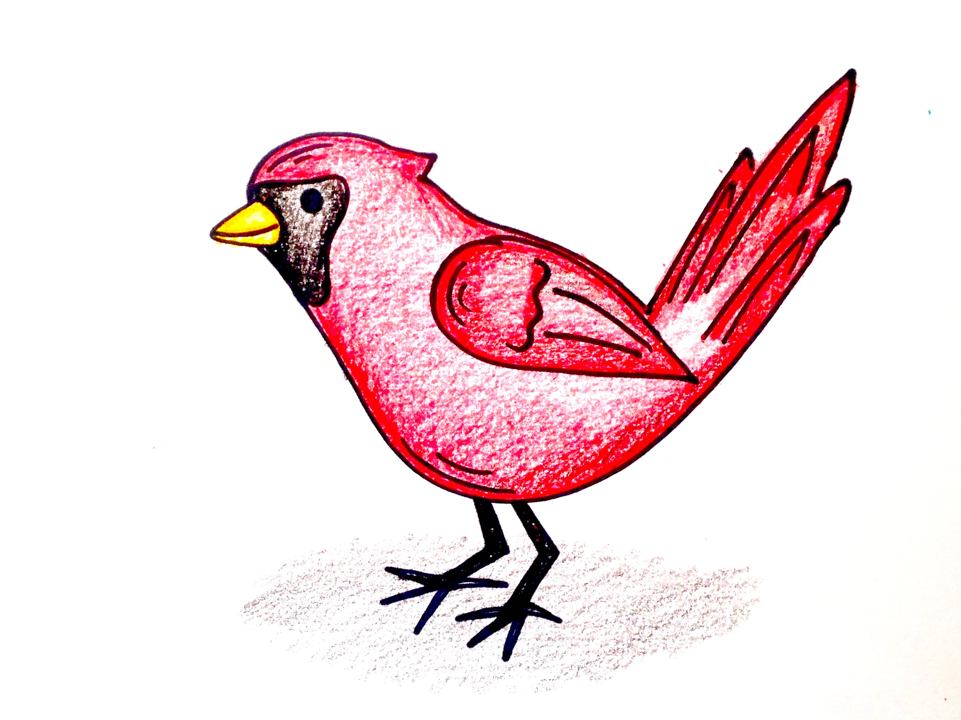 3264x2448 Drawing Lesson How To Draw A Cardinal