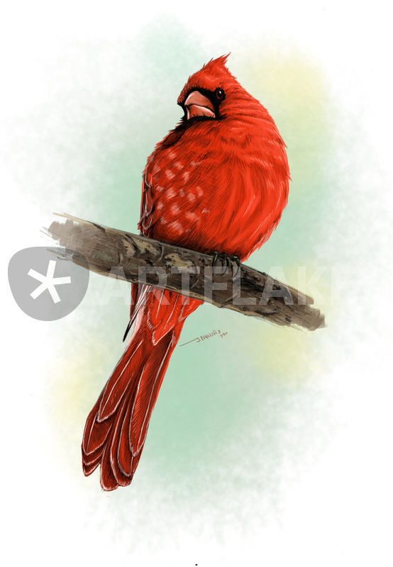 554x800 Red Bird Drawing Art Prints And Posters By Daborien