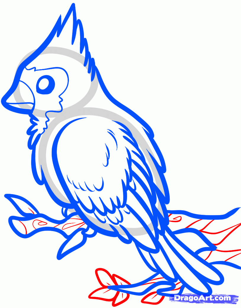 815x1041 How To Draw A Red Bird, Red Cardinal Bird Step 7 Art