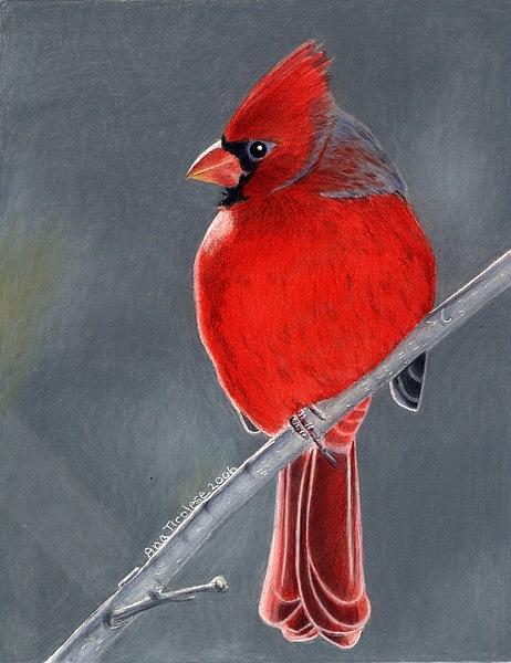 Red Cardinal Drawing at GetDrawings | Free download