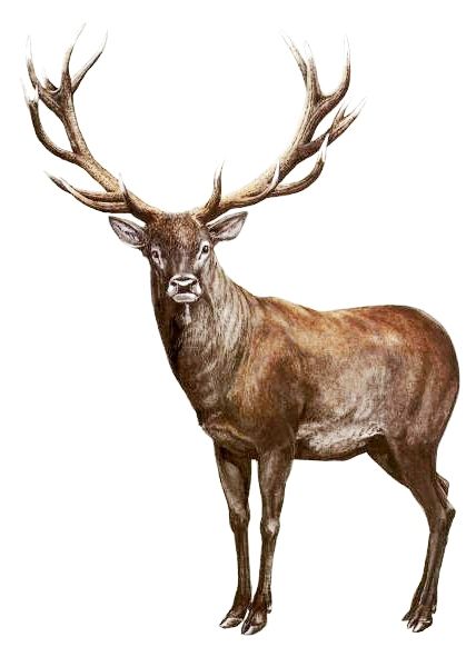 Red Deer Drawing at GetDrawings | Free download