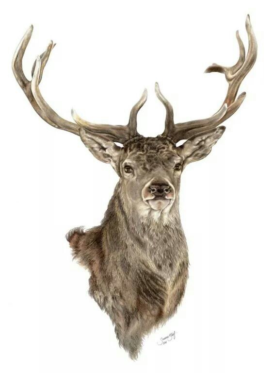 563x768 Red Deer Art, Paintings, Sketchings Etc Red Deer