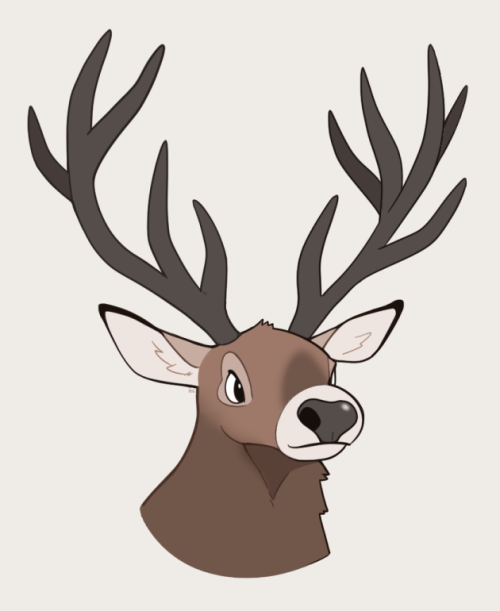 500x611 Red Deer Drawing Tumblr