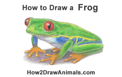 500x315 How To Draw A Frog (Red Eyed Tree Frog)