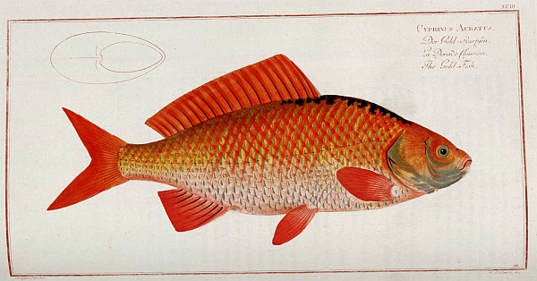600x314 Filecyprinus Acratus Fish Drawing.jpg