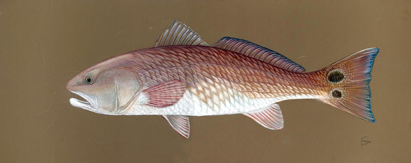 800x317 Redfish Drawing By H C Denney