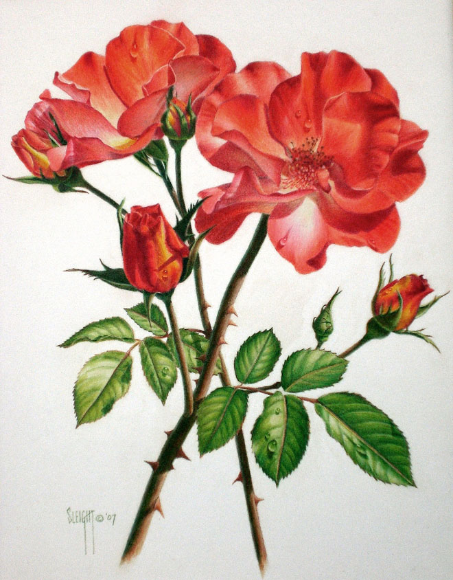 660x844 Flower Drawing