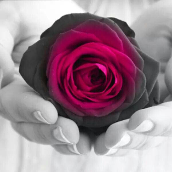 600x600 Beautiful Flowers