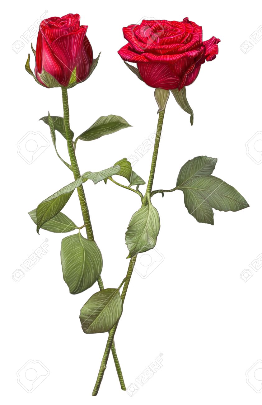 842x1300 Drawing Of Two Red Rose Flowers Isolated On White Background Stock