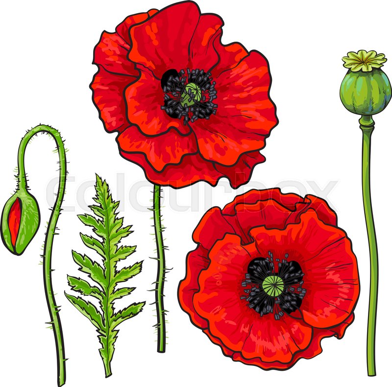800x790 Hand Drawn Set Of Side And Top View Red Poppy Flower, Bud, Pod