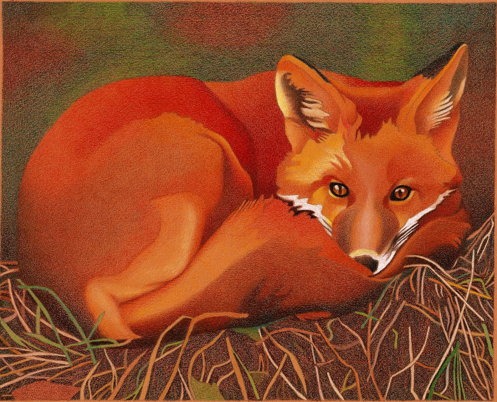 1600x1292 Impression Evergreen Fantastic Red Fox