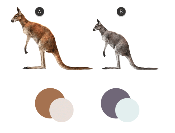 600x456 How To Draw Animals Kangaroos And Koalas